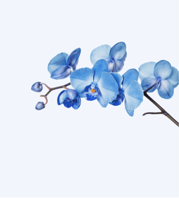 aircare banner with blue orchids